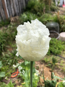 Poppy P. Somniferum (Peshawar, Indian White)