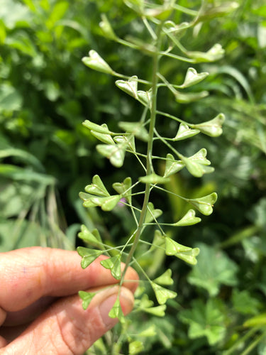 Shepherd’s Purse (Capsella bursa-pastoris) seed