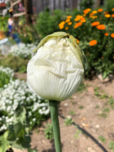 Poppy P. Somniferum (Peshawar, Indian White)