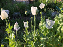 Poppy P. Somniferum (Peshawar, Indian White)