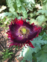 Poppy P. Somniferum (Black Swan)