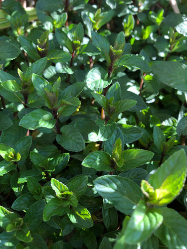Mint (Chocolate Peppermint)