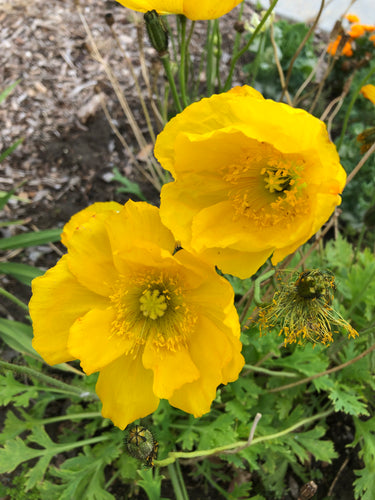 Icelandic Poppy (Sunshine Yellows)