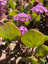 Pink Sand Verbena