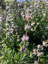 Sage (Black) Seeds - Salvia Mellifera