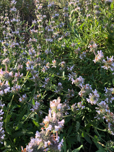 Sage (Black) Seeds - Salvia Mellifera